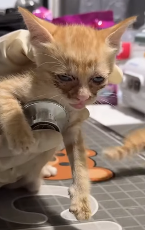 T2505009 2 poor cats lost their mother and were luckily saved rescueanimals part2