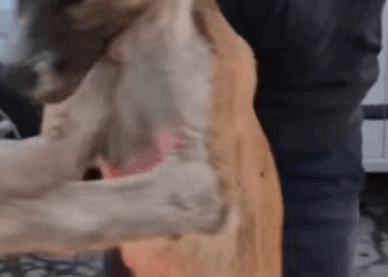 T0406043_Rescue of an abandoned dog lying on the ground who is not_part2