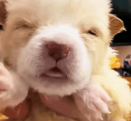 T0406066 Rescue baby dog fyp animal rescue rescueanimal rescuedog dog part2