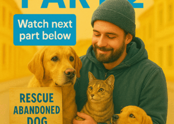 T1406027 man rescued two cats lying about to die next to well The two cats were fortunately saved later rescue rescueanimals animals rescuecat cat fyp part2