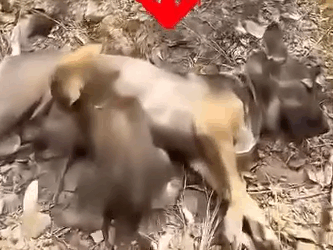 Part2.Animals Rescue #dogrescue #rescuedog #dogsofttiktok #foryoupage #foryou #dogs