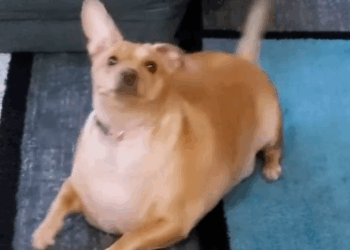 30-Pound Chiweenie Needed To Lose Half Her Body Weight_part2