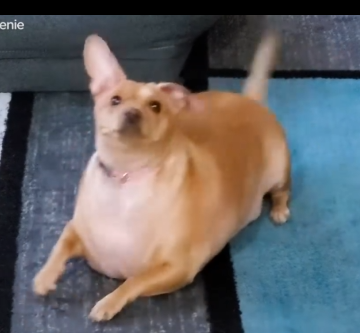 30-Pound Chiweenie Needed To Lose Half Her Body Weight_part2