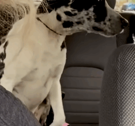 Woman Takes Lost Dog On Her Birthday Trip_part2