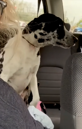 Woman Takes Lost Dog On Her Birthday Trip_part2