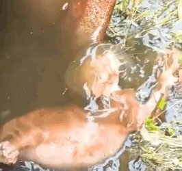 @Kyle takes her home and introduces her to his 120-pound Saint Bernard_part2