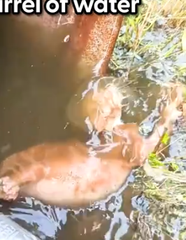 @Kyle takes her home and introduces her to his 120-pound Saint Bernard_part2