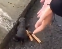 Part2.Animals Rescue #dogrescue #rescuedog #dogsofttiktok #foryoupage #foryou #dogs