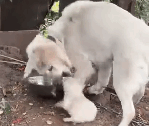 Part2.Animals Rescue #dogrescue #rescuedog #dogsofttiktok #foryoupage #foryou #dogs