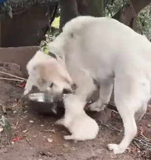 Part2.Animals Rescue #dogrescue #rescuedog #dogsofttiktok #foryoupage #foryou #dogs