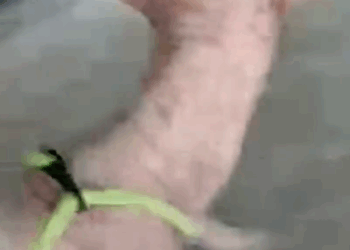 Dog With Wings For Fur Is So Floofy Now_part2