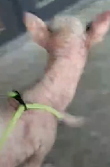 Dog With Wings For Fur Is So Floofy Now_part2