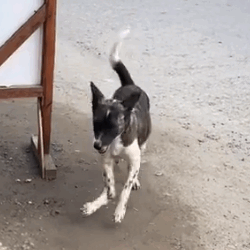 Part2.Animals Rescue #dogrescue #rescuedog #dogsofttiktok #foryoupage #foryou #dogs