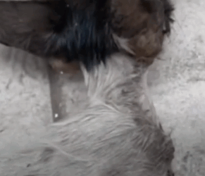 parte 14 rescue of a small kitten abandoned in the middle of the street who is not well❤️_part2