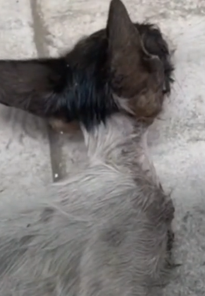 parte 14 rescue of a small kitten abandoned in the middle of the street who is not well❤️_part2