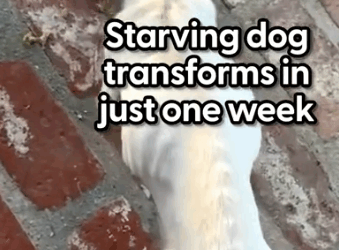 She couldn’t believe what he looked like a week later 😭💛 Lisa told us how Derek_part2