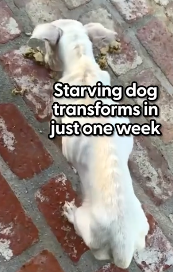 She couldn’t believe what he looked like a week later 😭💛 Lisa told us how Derek_part2