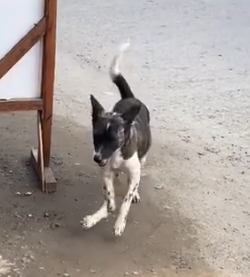 Part2.Animals Rescue #dogrescue #rescuedog #dogsofttiktok #foryoupage #foryou #dogs