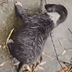 Part2.Animals Rescue #dogrescue #rescuedog #dogsofttiktok #foryoupage #foryou #dogs