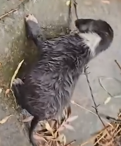 Part2.Animals Rescue #dogrescue #rescuedog #dogsofttiktok #foryoupage #foryou #dogs