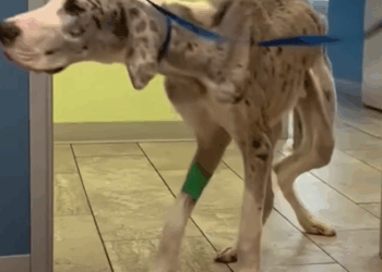 Emaciated Great Dane Grows Up Into Biggest Boy_part2