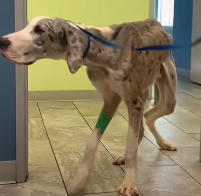 Emaciated Great Dane Grows Up Into Biggest Boy_part2