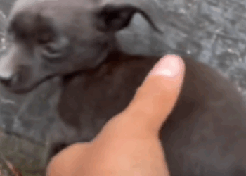 parte 18 while I’m in my car on the highway I see two small dogs abandoned in the middle of_part2