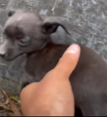 parte 18 while I’m in my car on the highway I see two small dogs abandoned in the middle of_part2