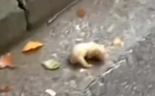 Part2.Animals Rescue #dogrescue #rescuedog #dogsofttiktok #foryoupage #foryou #dogs