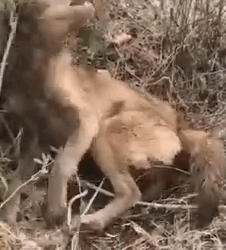 Part2.Animals Rescue #dogrescue #rescuedog #dogsofttiktok #foryoupage #foryou #dogs