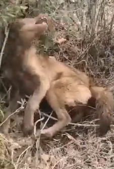 Part2.Animals Rescue #dogrescue #rescuedog #dogsofttiktok #foryoupage #foryou #dogs