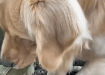 Golden Retriever Becomes Obsessed With The Puppy Next Door_part2