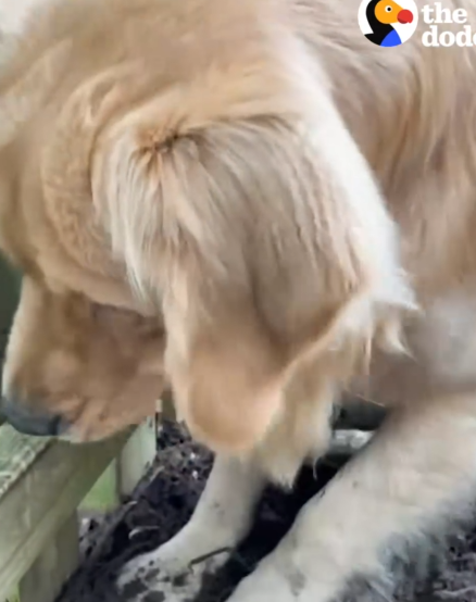 Golden Retriever Becomes Obsessed With The Puppy Next Door_part2
