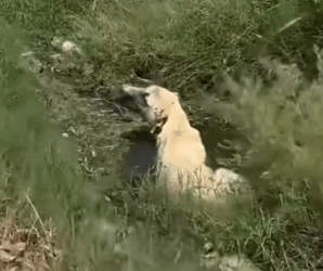 parte 20 rescue of a dog in a hole full of water that is not well I pick him up and take him to the vet he takes care of him_part2