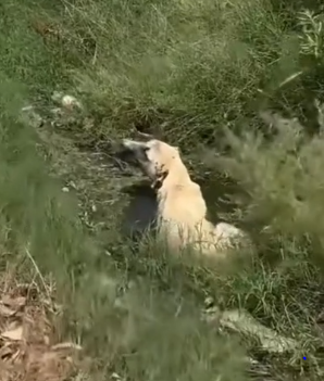 parte 20 rescue of a dog in a hole full of water that is not well I pick him up and take him to the vet he takes care of him_part2