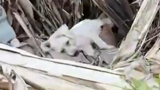 Part2.Animals Rescue #dogrescue #rescuedog #dogsofttiktok #foryoupage #foryou #dogs