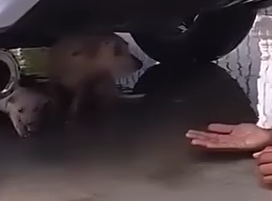 Part2.Animals Rescue #dogrescue #rescuedog #dogsofttiktok #foryoupage #foryou #dogs