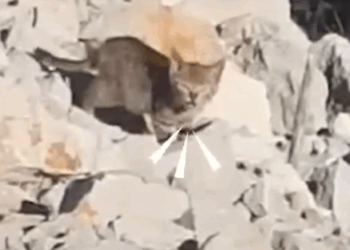 Guy Biking Across The World Picks Up A Stray Kitten_part2