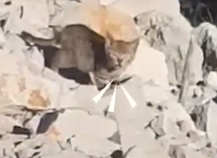 Guy Biking Across The World Picks Up A Stray Kitten_part2