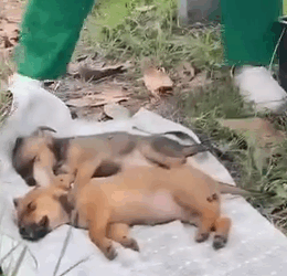 Part2.Animals Rescue #dogrescue #rescuedog #dogsofttiktok #foryoupage #foryou #dogs