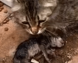 parte 23 rescue a family of cats in difficulty❤️ #heroes #rescue #cat #kitten #michi #helpkitten #g_part2