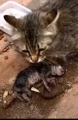 parte 23 rescue a family of cats in difficulty❤️ #heroes #rescue #cat #kitten #michi #helpkitten #g_part2