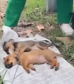 Part2.Animals Rescue #dogrescue #rescuedog #dogsofttiktok #foryoupage #foryou #dogs