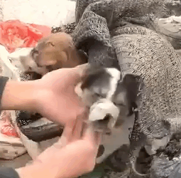 Part2.Animals Rescue #dogrescue #rescuedog #dogsofttiktok #foryoupage #foryou #dogs