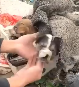 Part2.Animals Rescue #dogrescue #rescuedog #dogsofttiktok #foryoupage #foryou #dogs