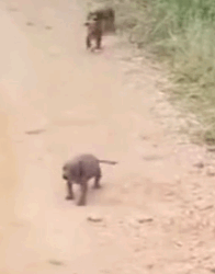 Part2.Animals Rescue #dogrescue #rescuedog #dogsofttiktok #foryoupage #foryou #dogs