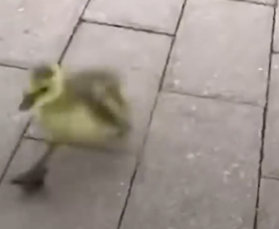 Guy Makes It His Life Mission To Reunite Lost Baby Goose With His Family_part2