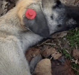 parte 24 rescue of a dog abandoned in the middle of the street who is not well we take him with the ambulance and_part2