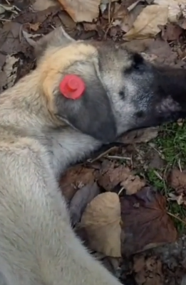 parte 24 rescue of a dog abandoned in the middle of the street who is not well we take him with the ambulance and_part2