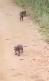 Part2.Animals Rescue #dogrescue #rescuedog #dogsofttiktok #foryoupage #foryou #dogs